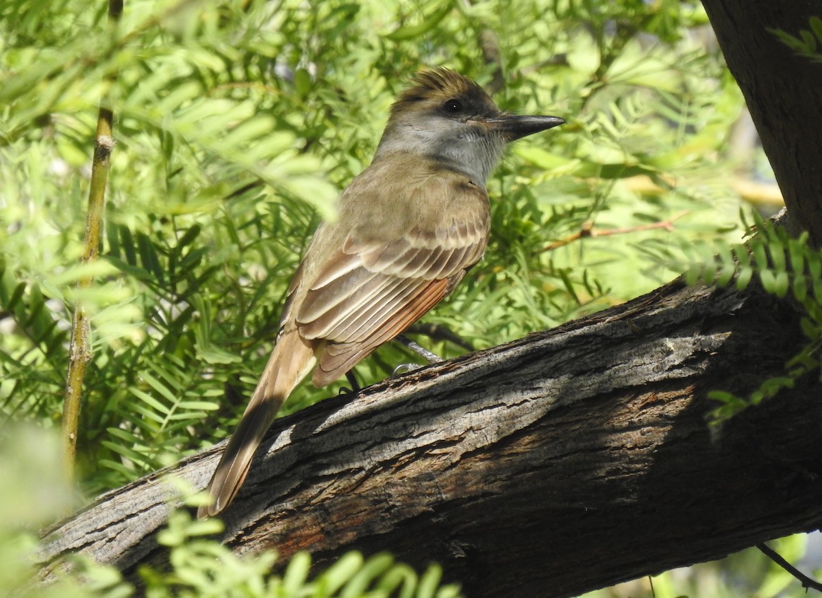 Brown-crested Flycatcher - Chris Dean