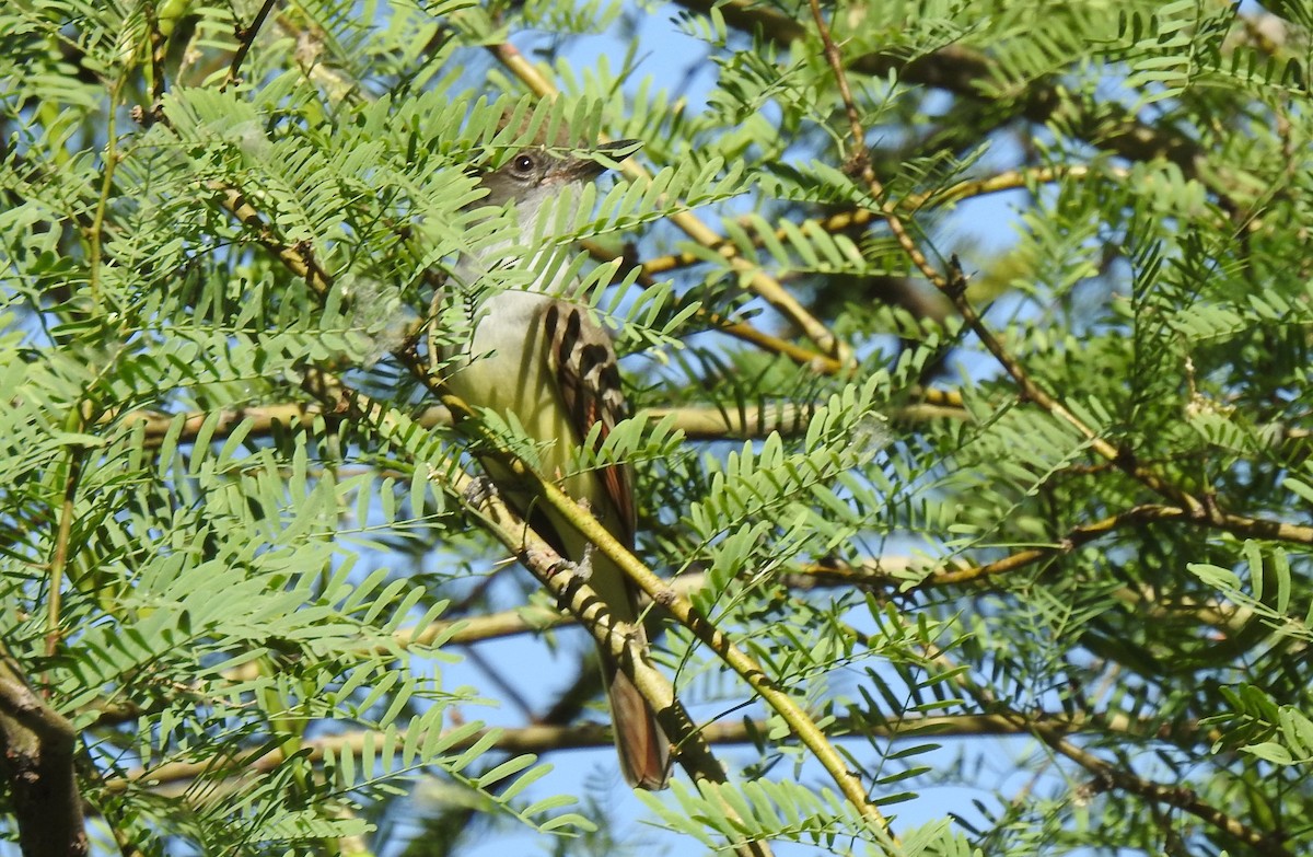 Brown-crested Flycatcher - ML619689161