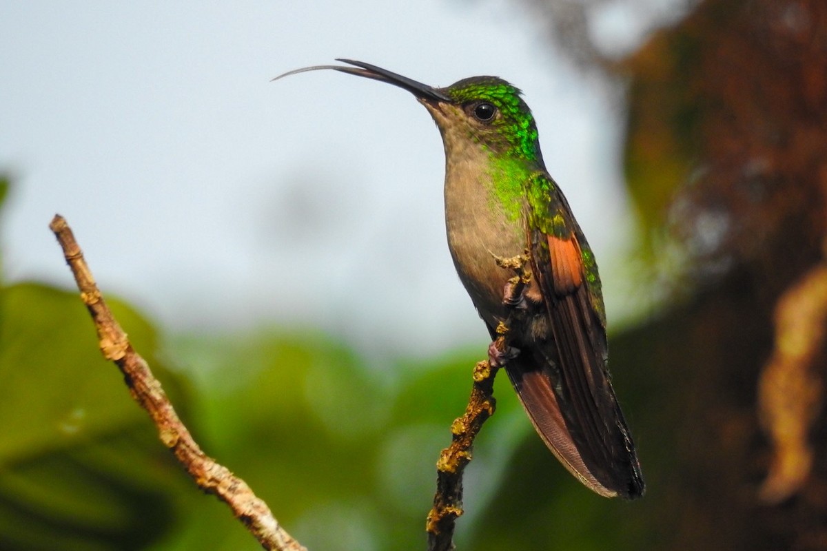 Stripe-tailed Hummingbird - Rony Zuniga