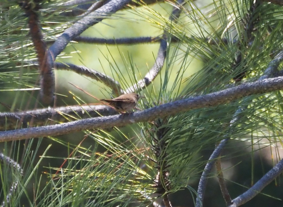 House Wren - ML619689167