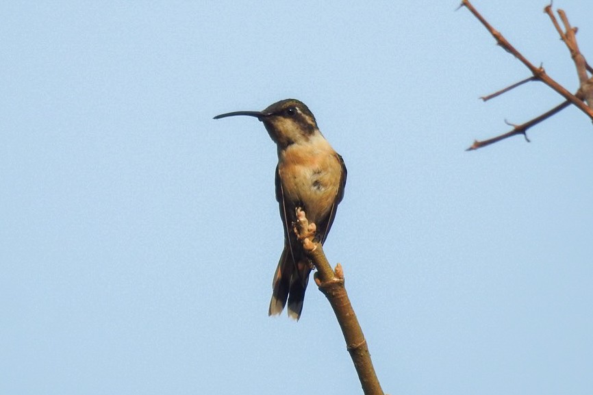 Scherenschwanz-Sternkolibri - ML619689191