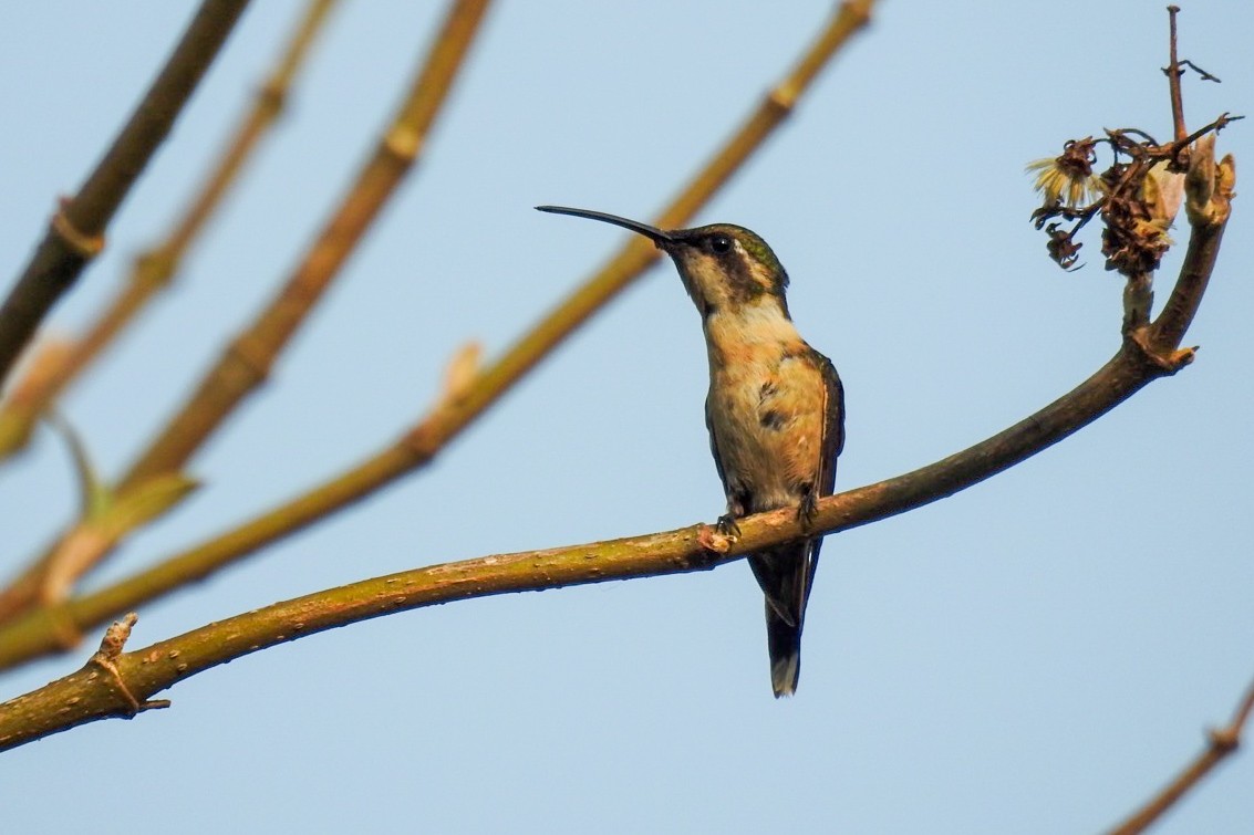 Colibri à queue singulière - ML619689192