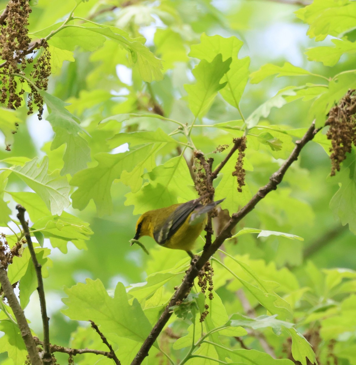 Blue-winged Warbler - ML619689193