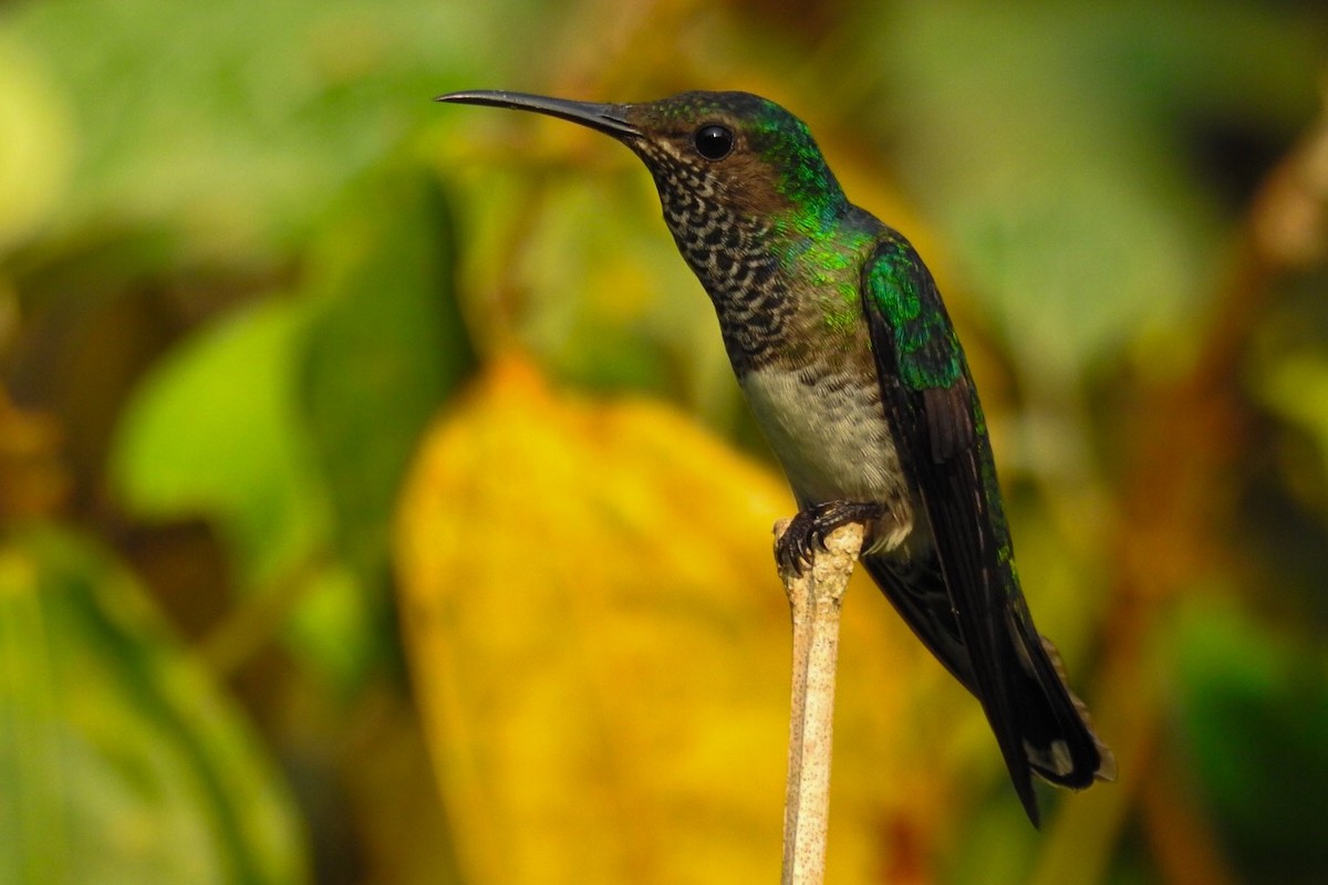 White-necked Jacobin - ML619689204