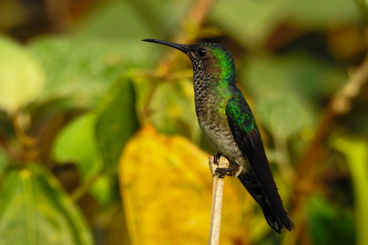 White-necked Jacobin - ML619689205