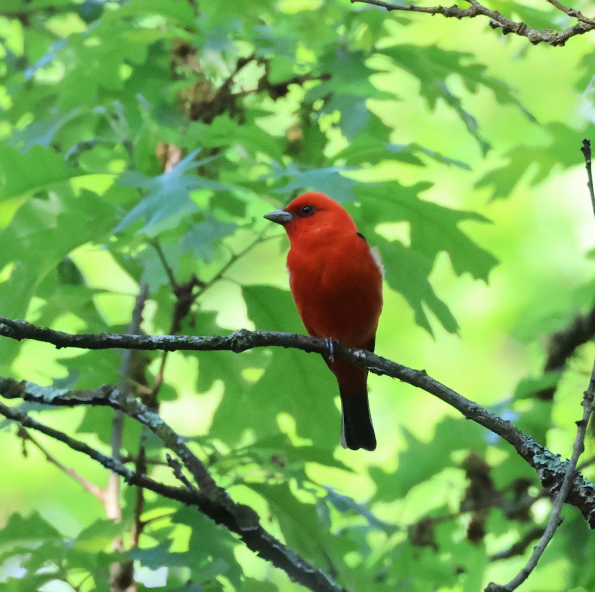 Scarlet Tanager - ML619689237