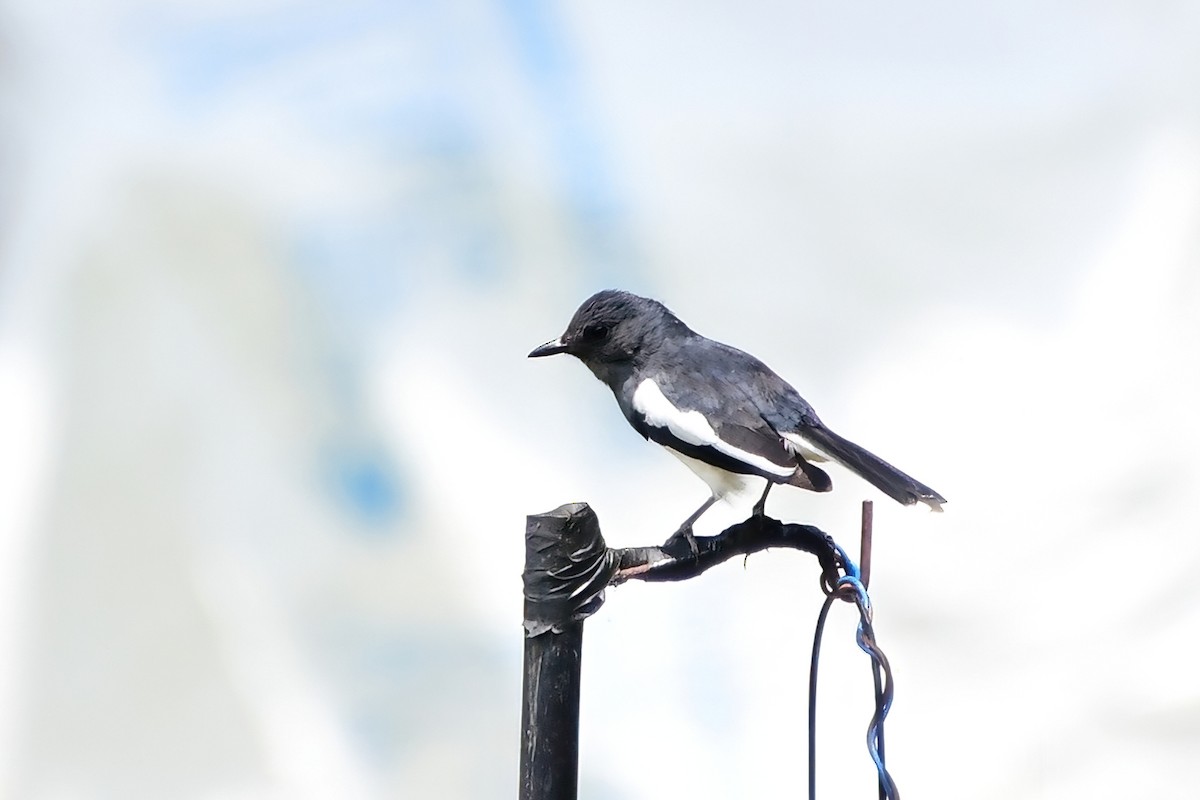 Oriental Magpie-Robin - ML619689253