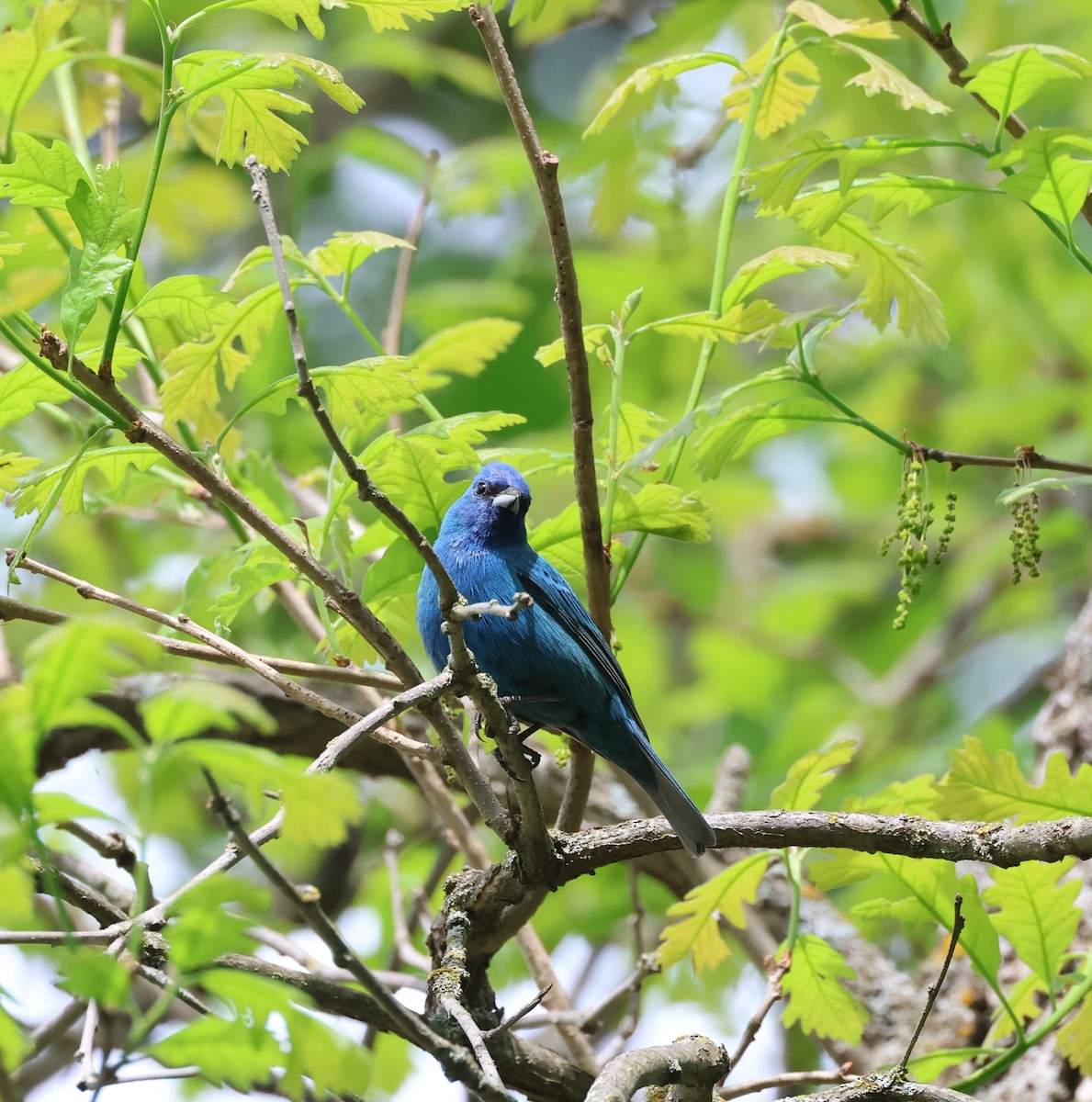 Indigo Bunting - Rod Schmidt