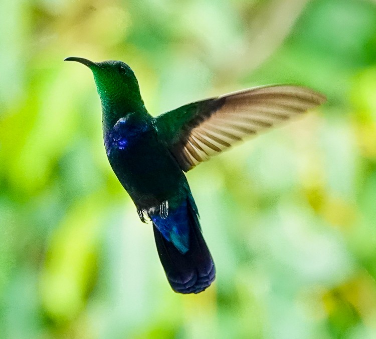 kolibřík hedvábný - ML619689278