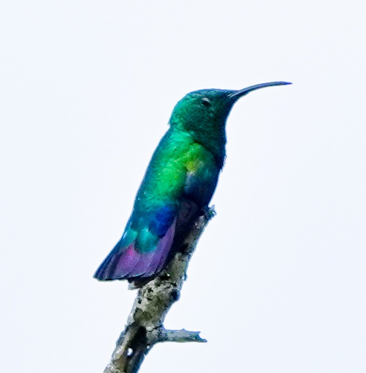 kolibřík hedvábný - ML619689279