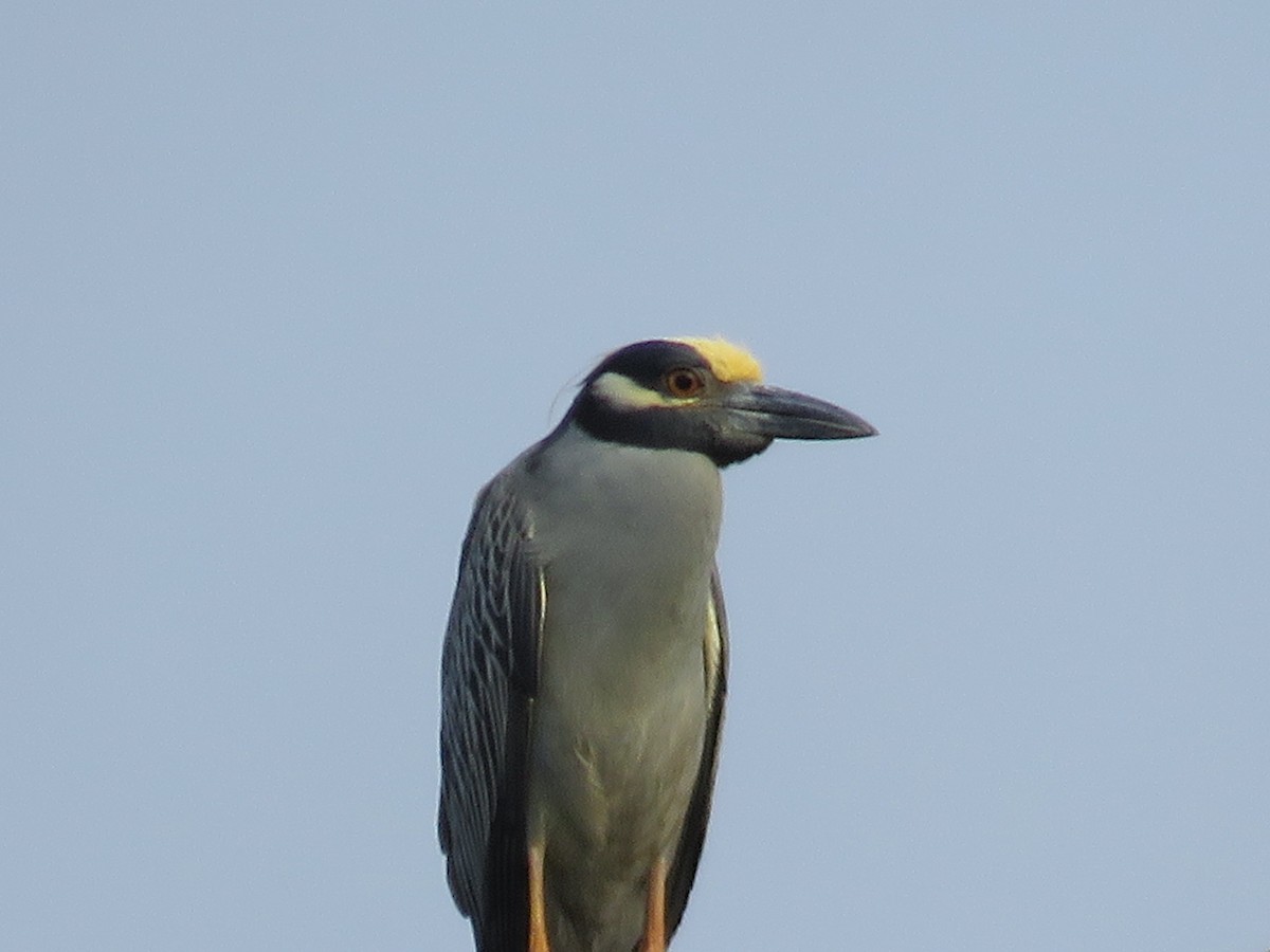 Yellow-crowned Night Heron - ML619689291