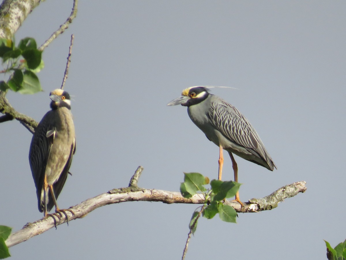 Yellow-crowned Night Heron - ML619689293