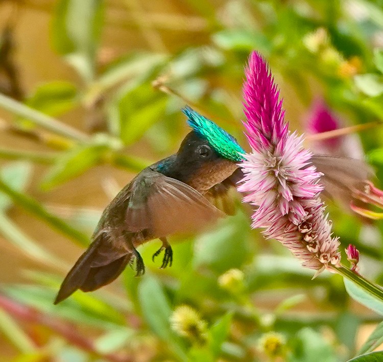 kolibřík chocholatý - ML619689299