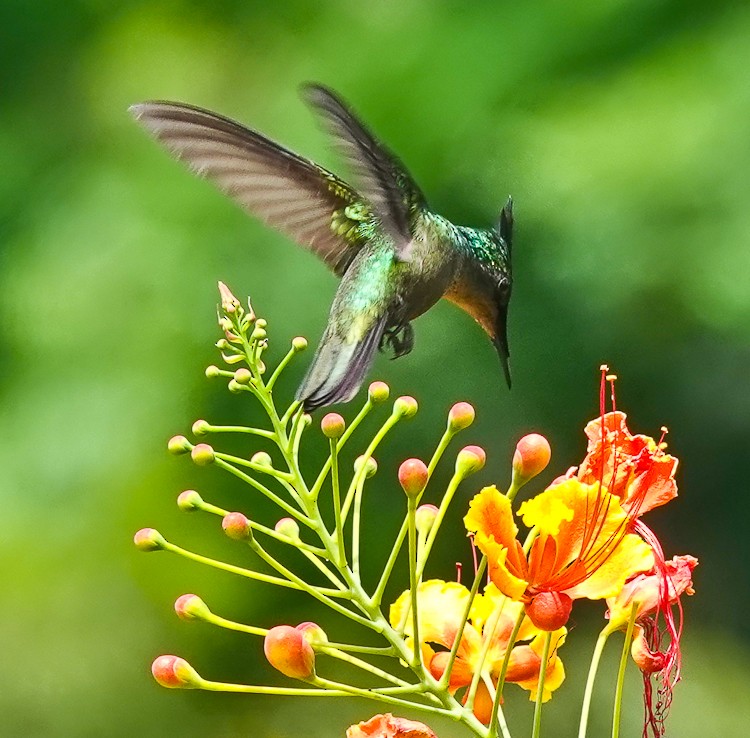 kolibřík chocholatý - ML619689301