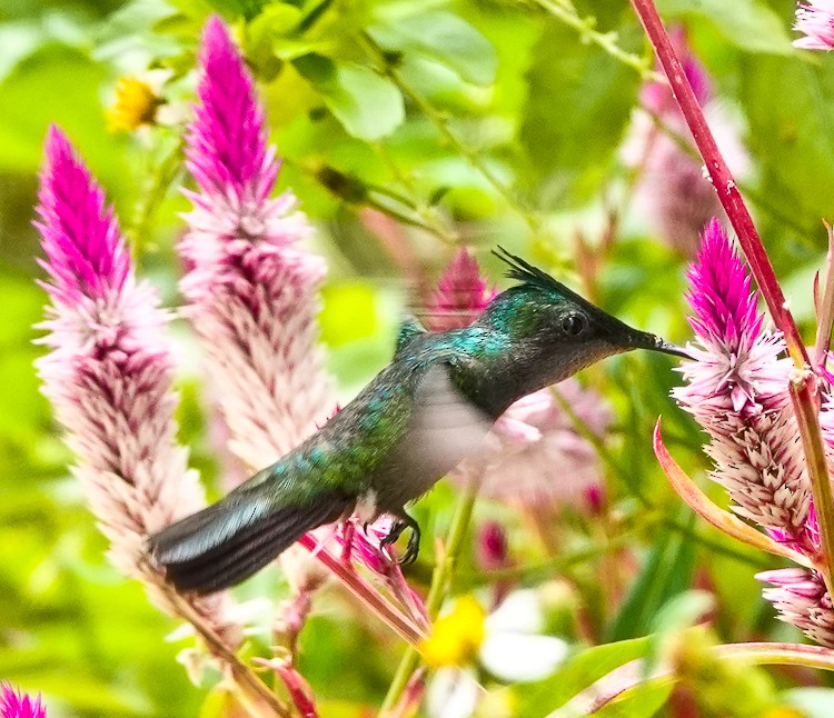 kolibřík chocholatý - ML619689302