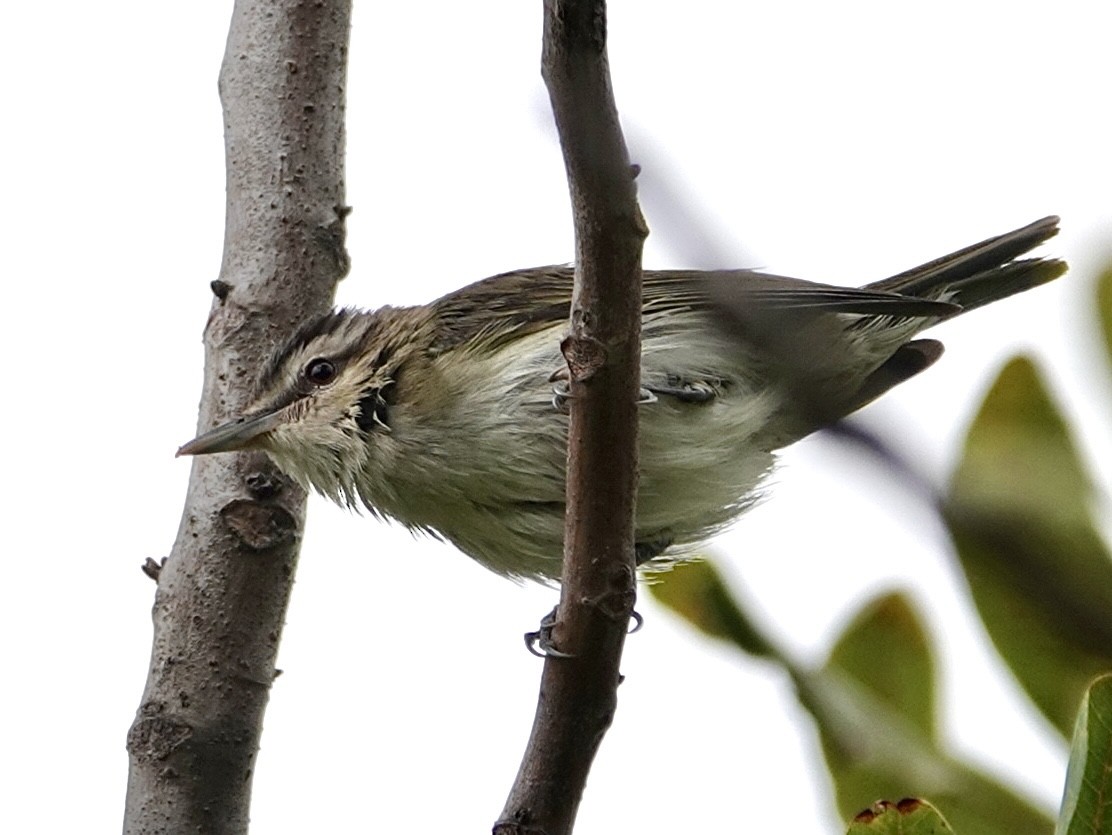 Red-eyed Vireo - ML619689305