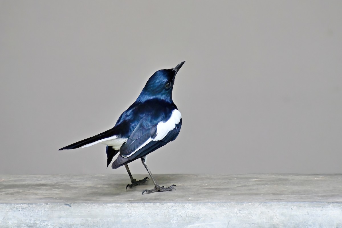 Oriental Magpie-Robin - ML619689310