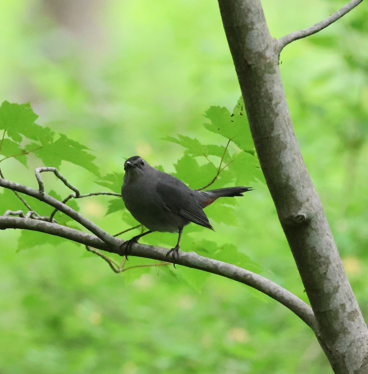 Gray Catbird - ML619689318