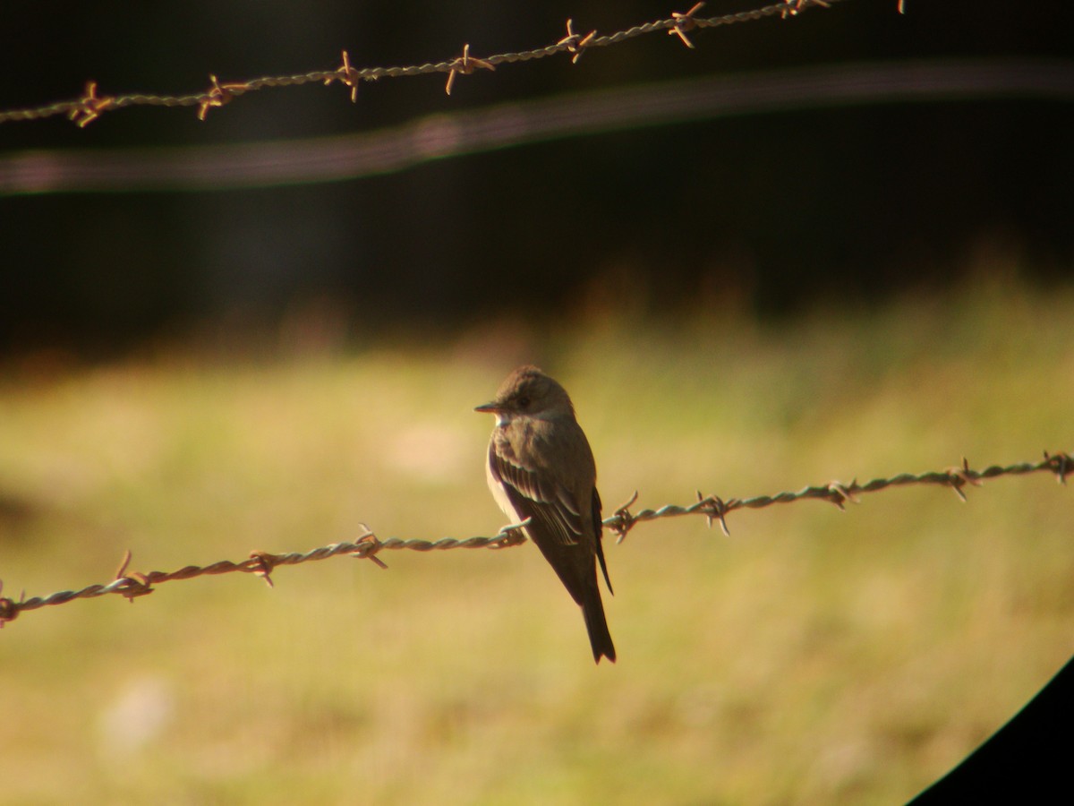 Western/Eastern Wood-Pewee - ML619689330