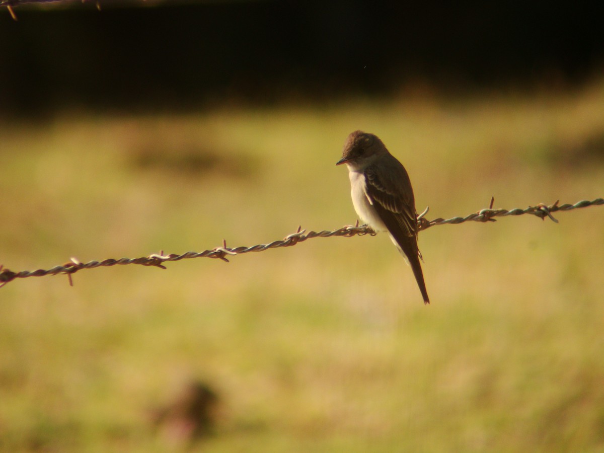 Western/Eastern Wood-Pewee - ML619689331