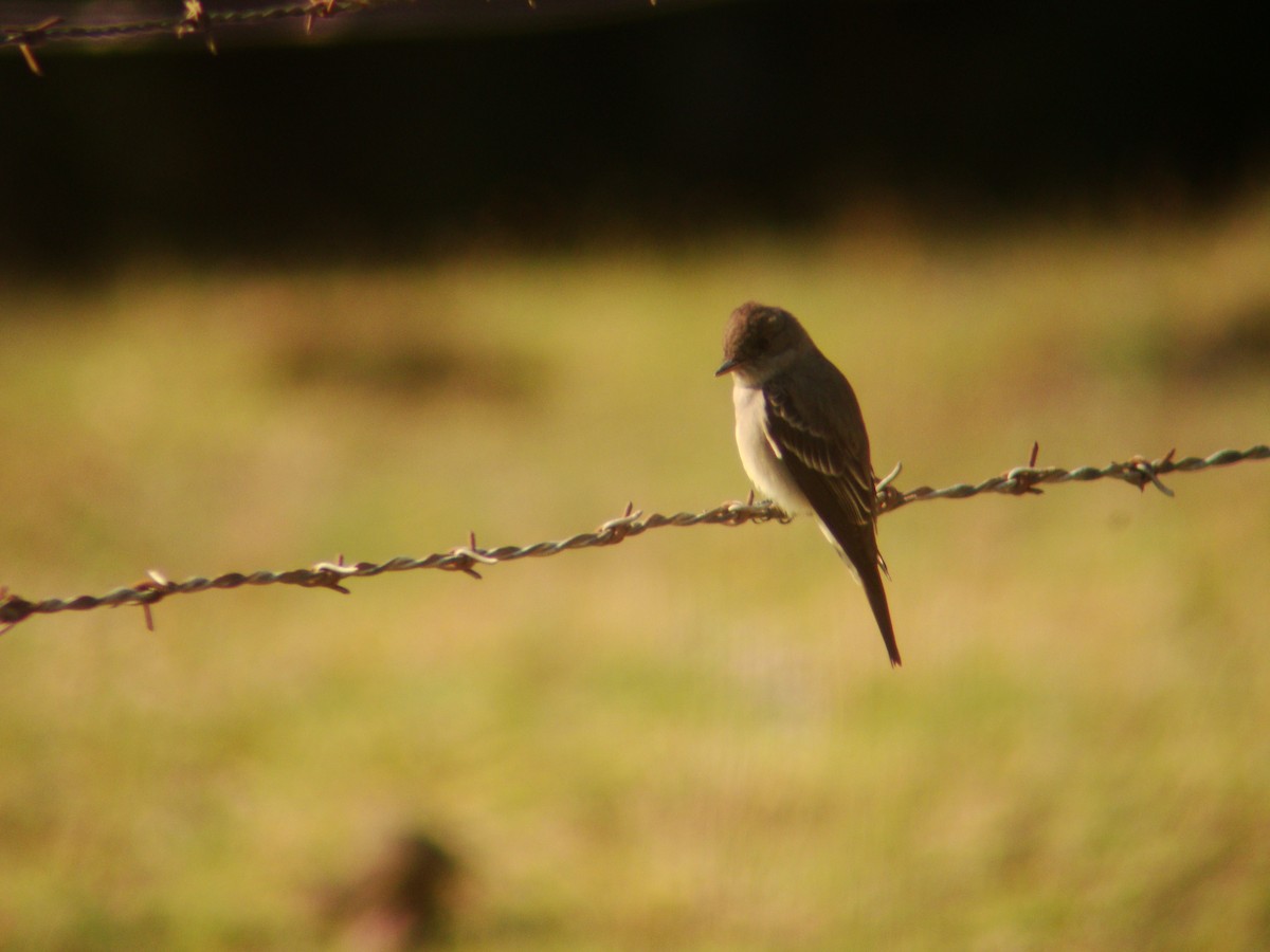 Western/Eastern Wood-Pewee - ML619689332