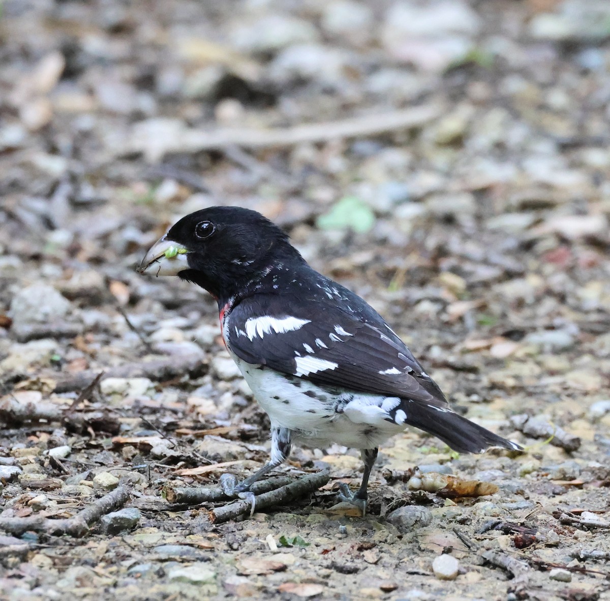 Rose-breasted Grosbeak - ML619689333