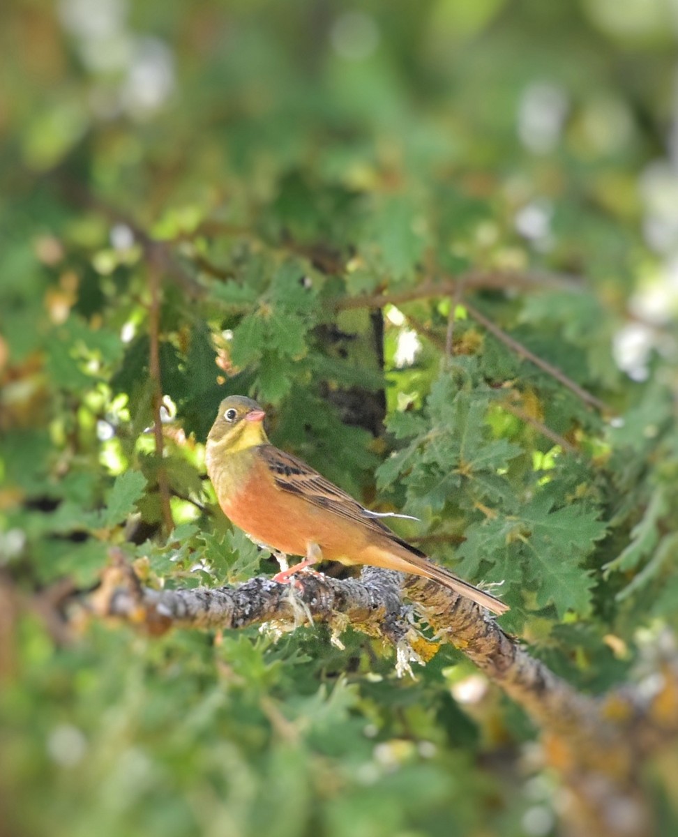 Ortolan Bunting - ML619689388