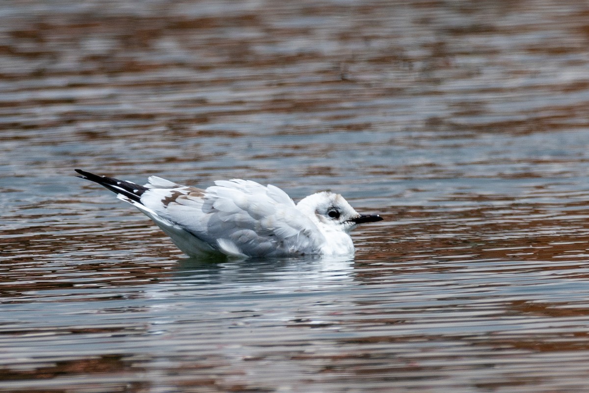 Andean Gull - ML619689397