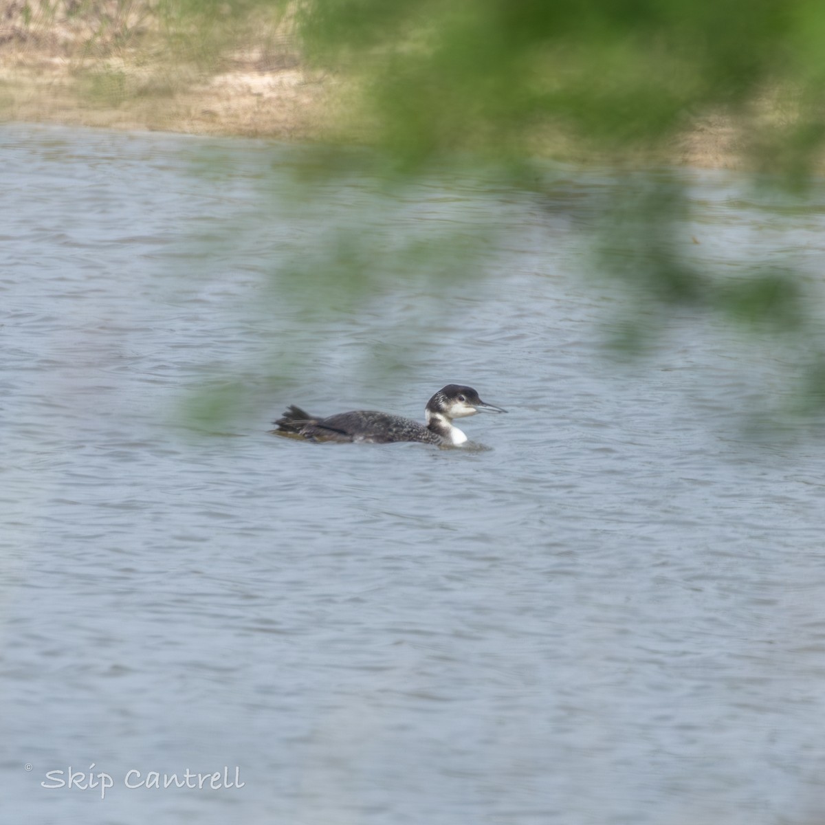 Common Loon - ML619689432