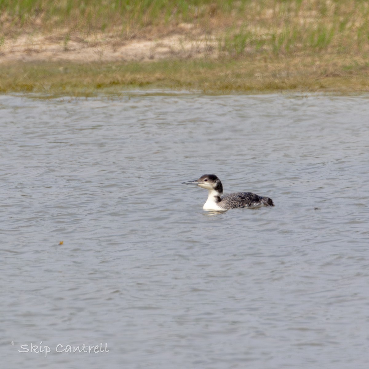 Common Loon - ML619689433