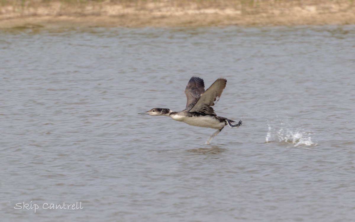 Common Loon - ML619689436