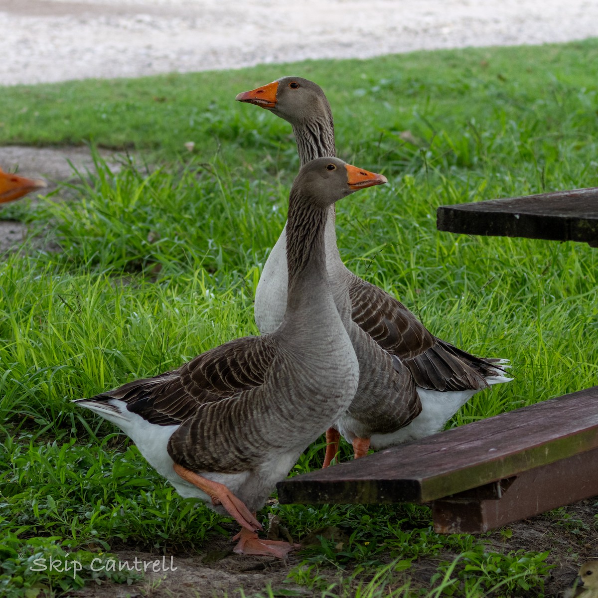 Graylag Goose (Domestic type) - ML619689468