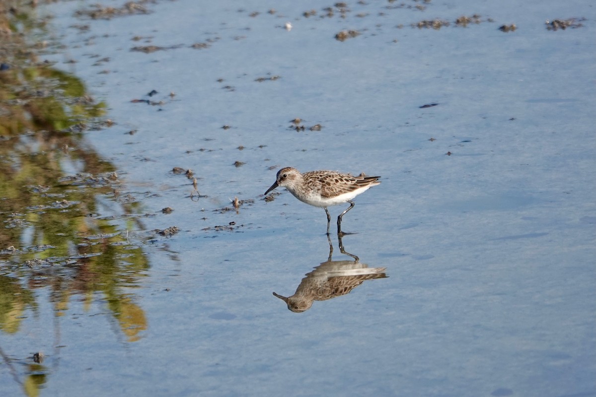 Semipalmated Sandpiper - ML619689471