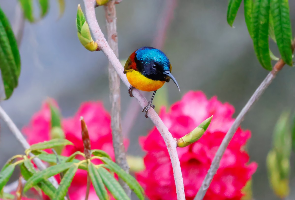 Green-tailed Sunbird - ML619689498