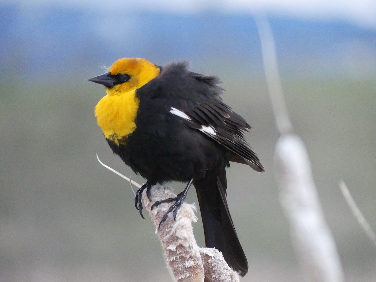 Yellow-headed Blackbird - ML619689507