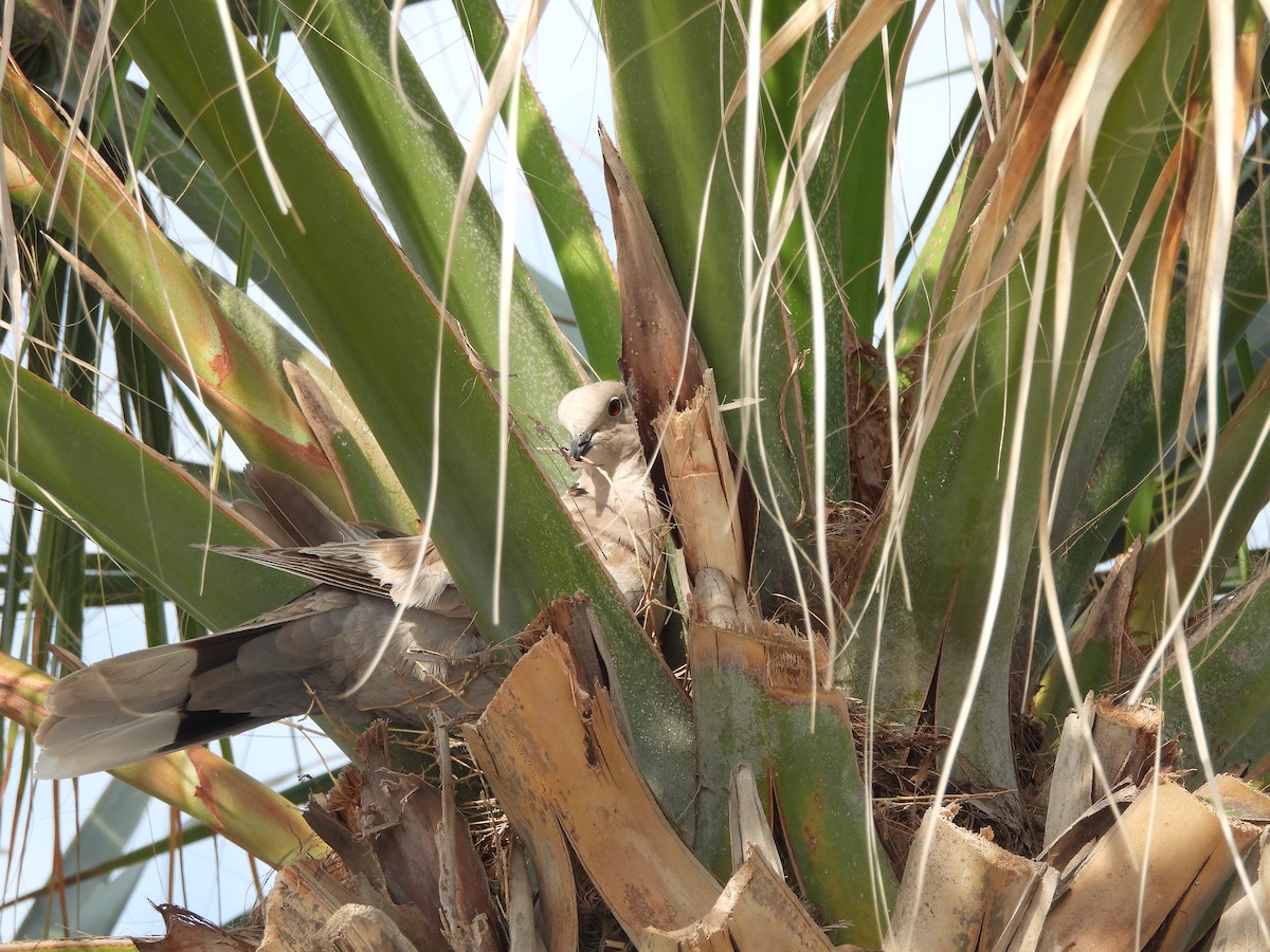 Eurasian Collared-Dove - ML619689521