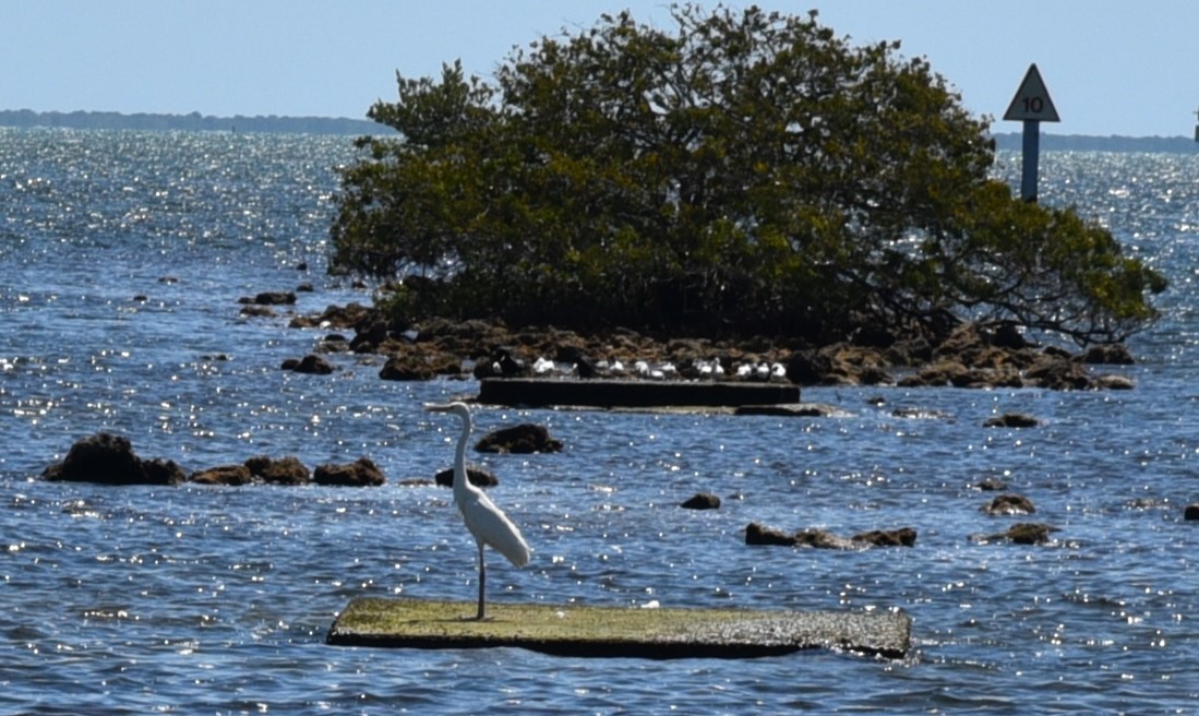 Great Egret - ML619689534