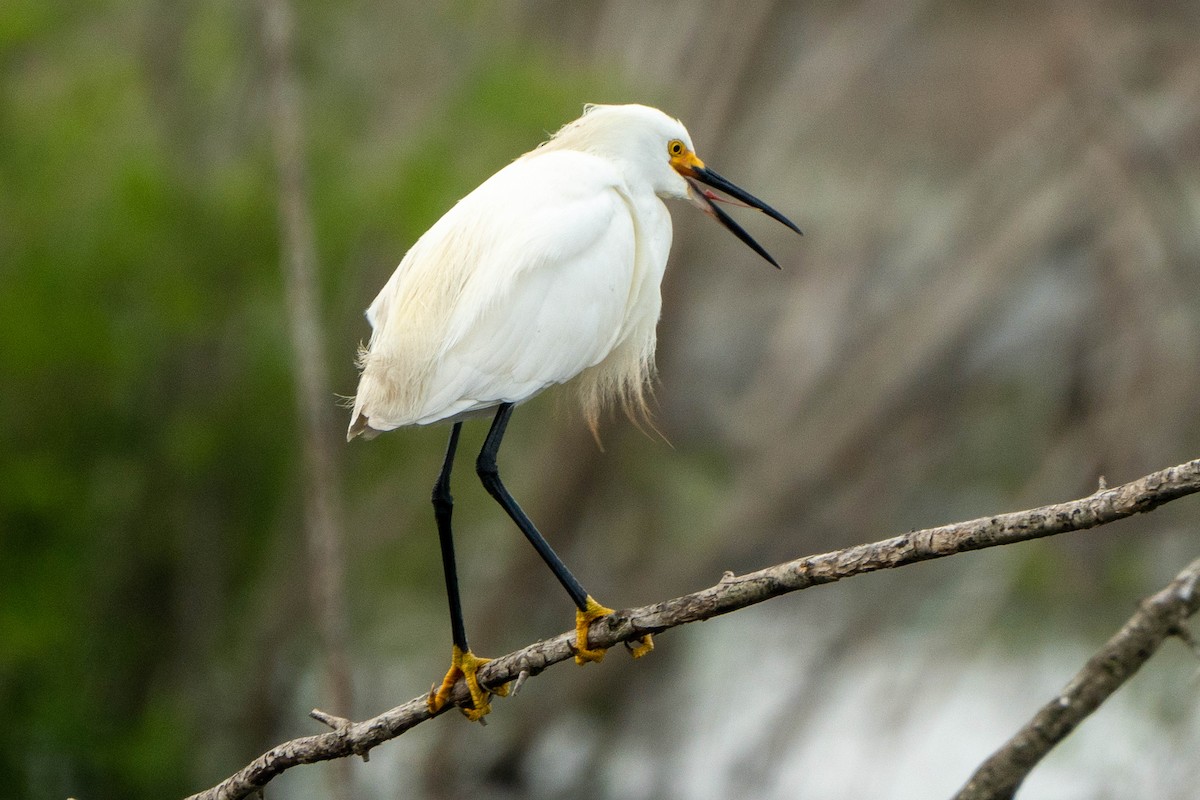 Snowy Egret - ML619689538