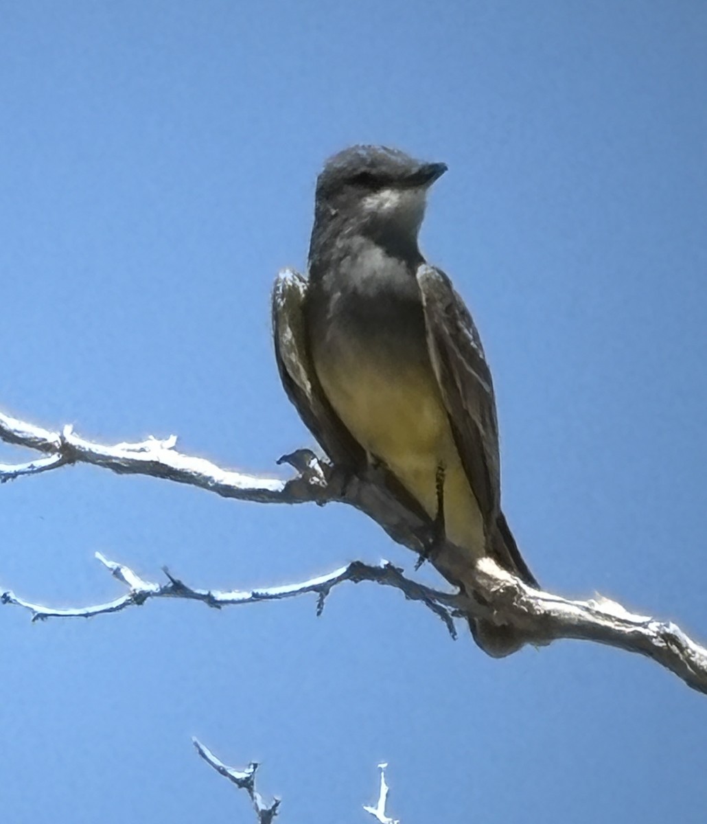 Cassin's Kingbird - ML619689562