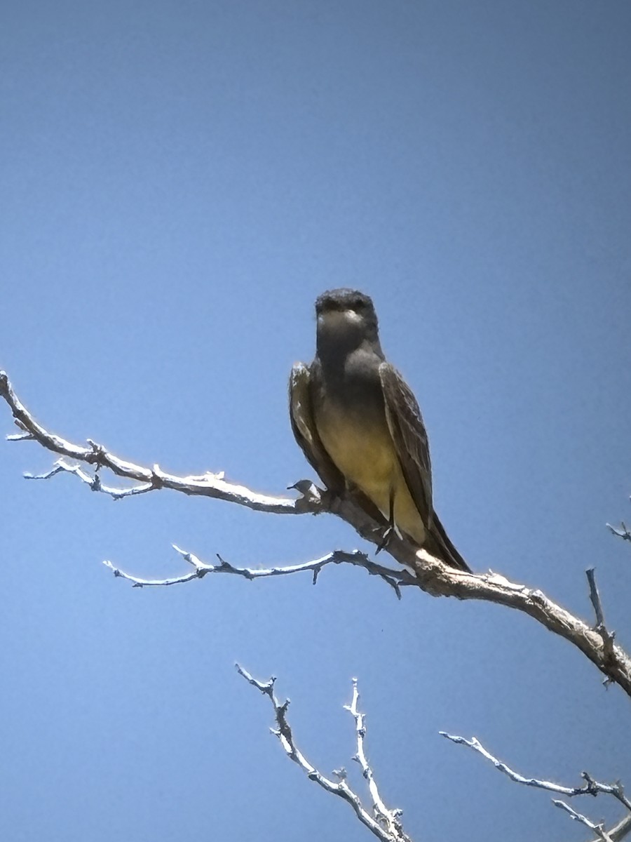 Cassin's Kingbird - ML619689563