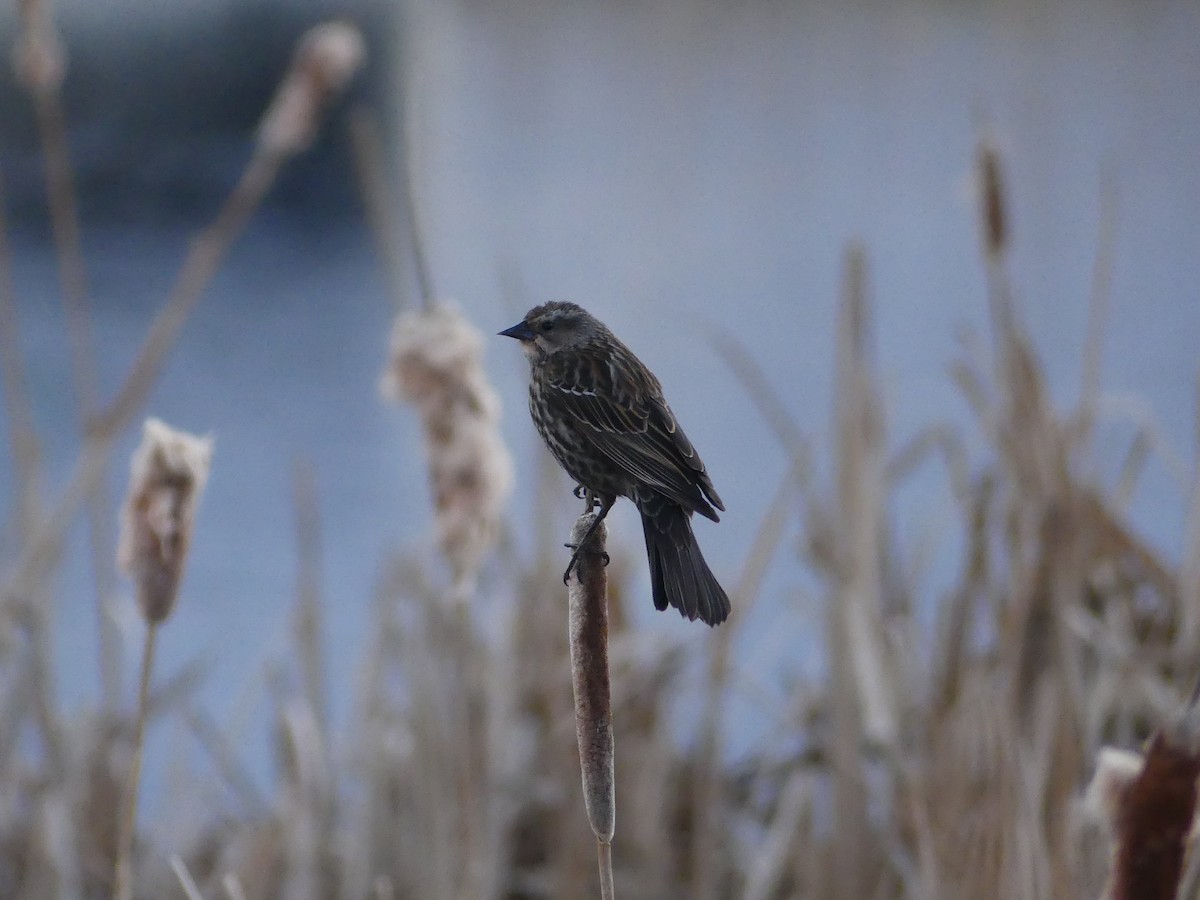 Red-winged Blackbird - ML619689585