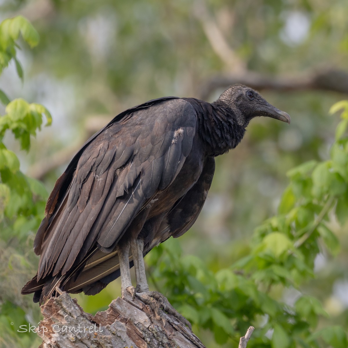 Black Vulture - ML619689588