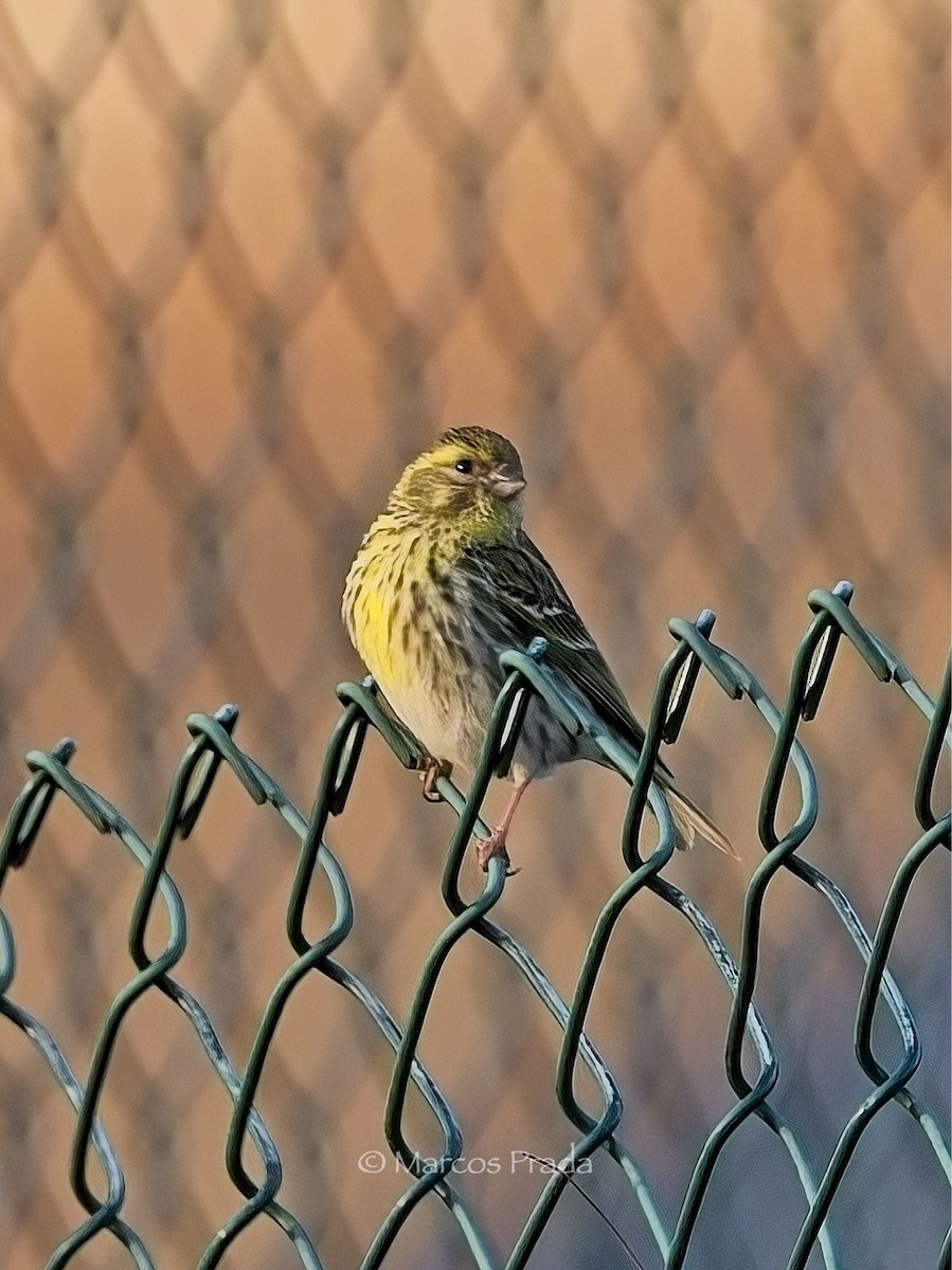 European Serin - ML619689597