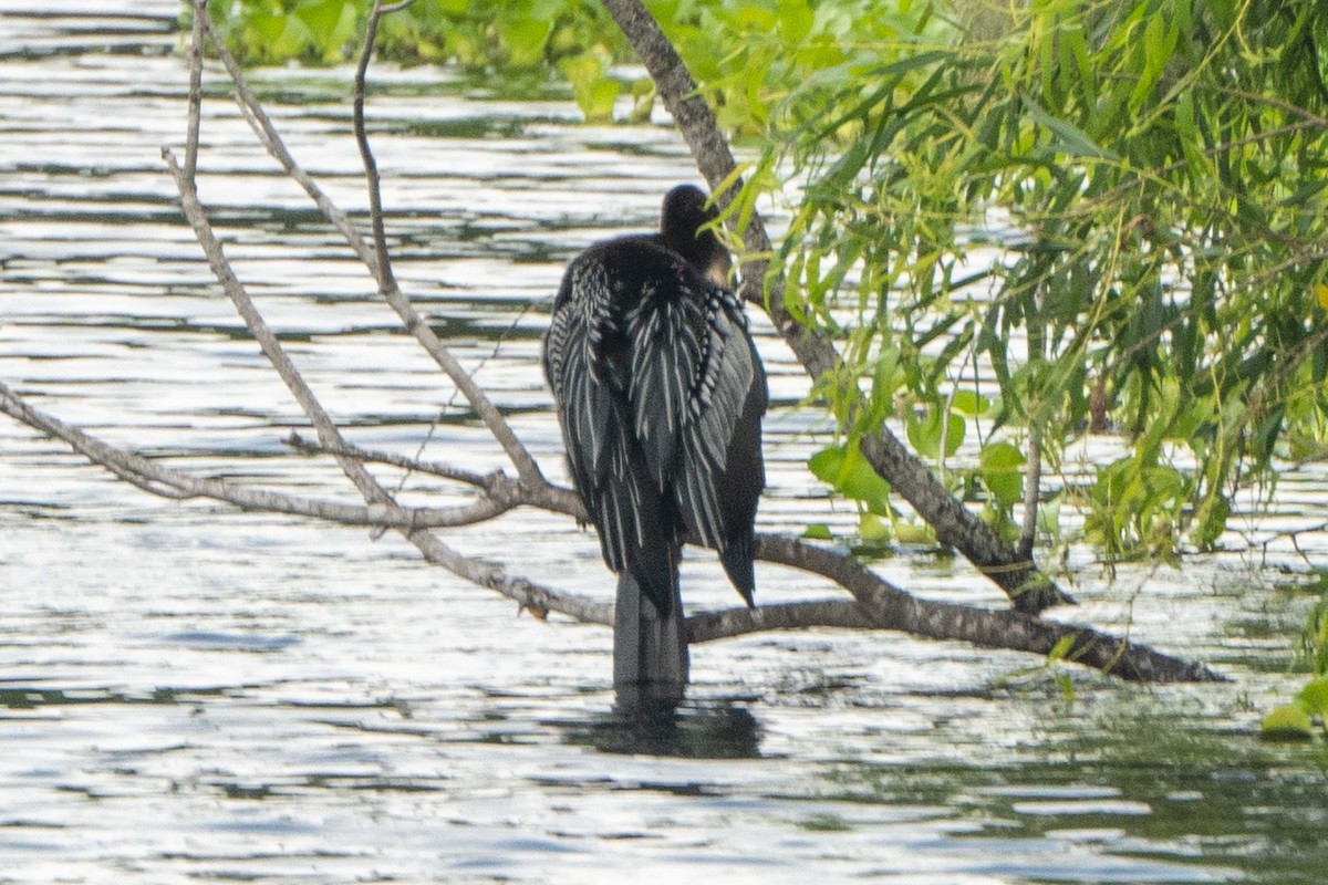 Anhinga Americana - ML619689630