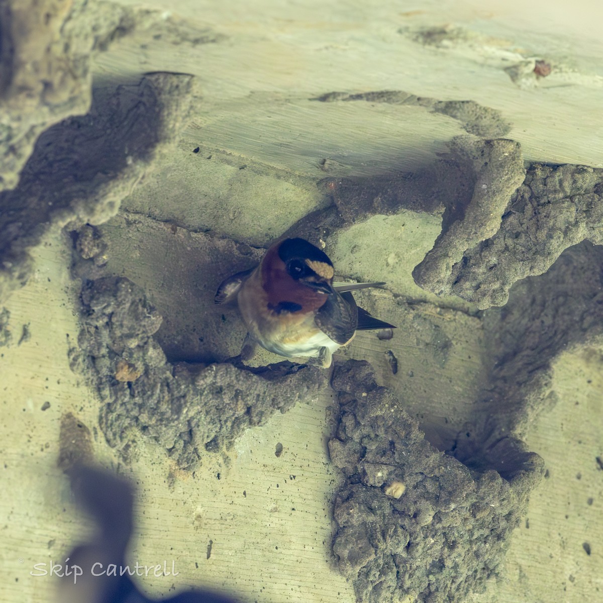 Cliff Swallow - ML619689634