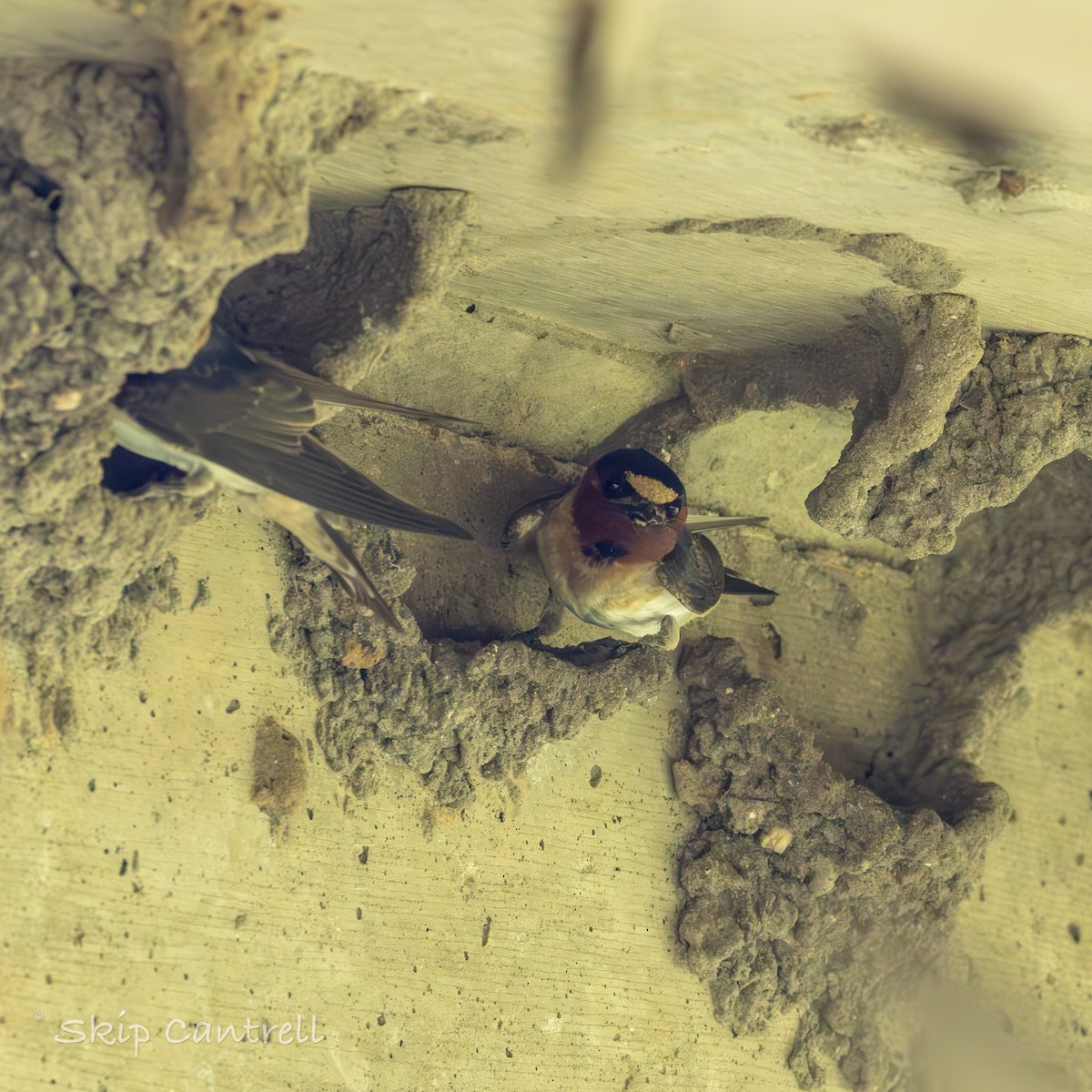 Cliff Swallow - Skip Cantrell