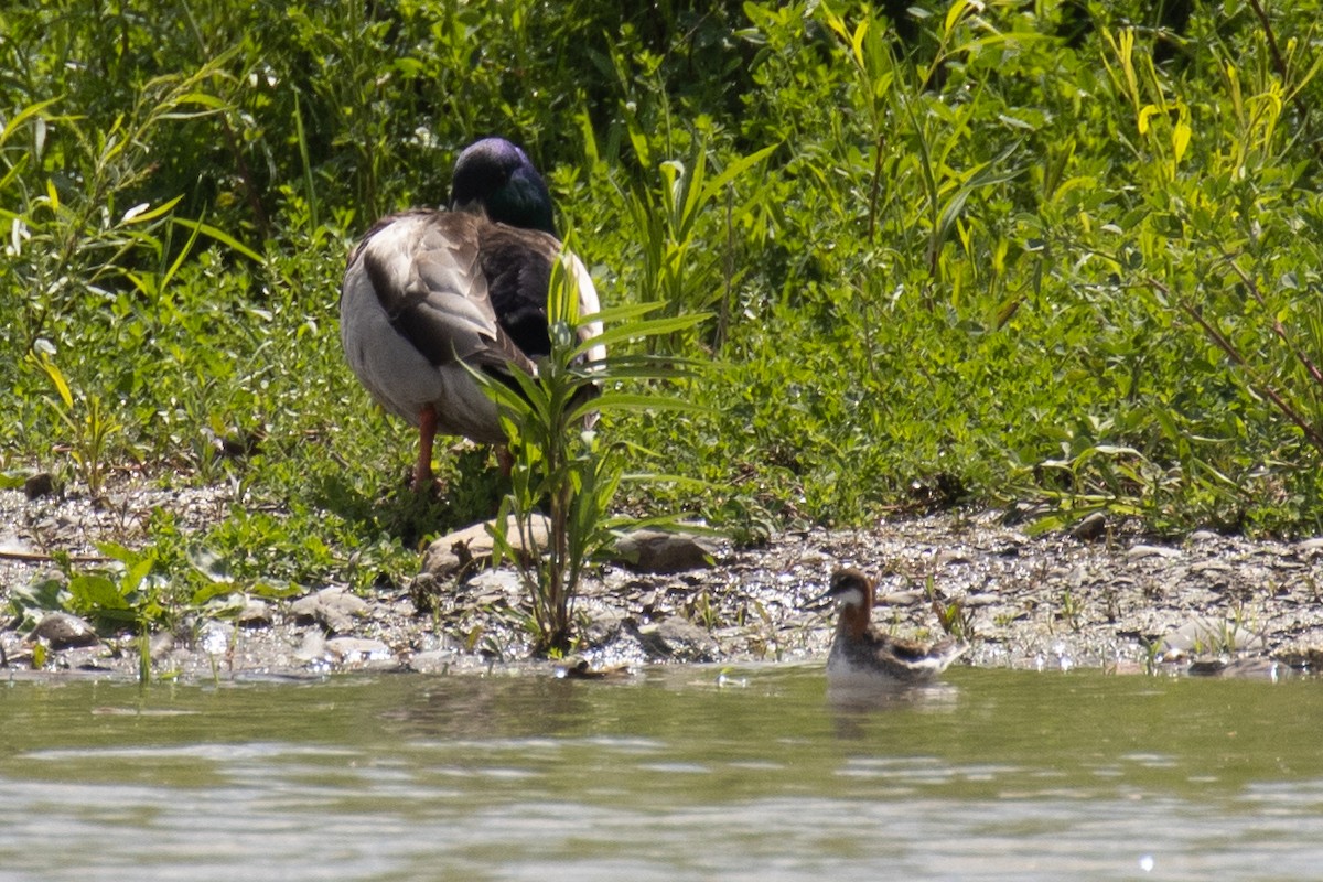 Red-necked Phalarope - ML619689719