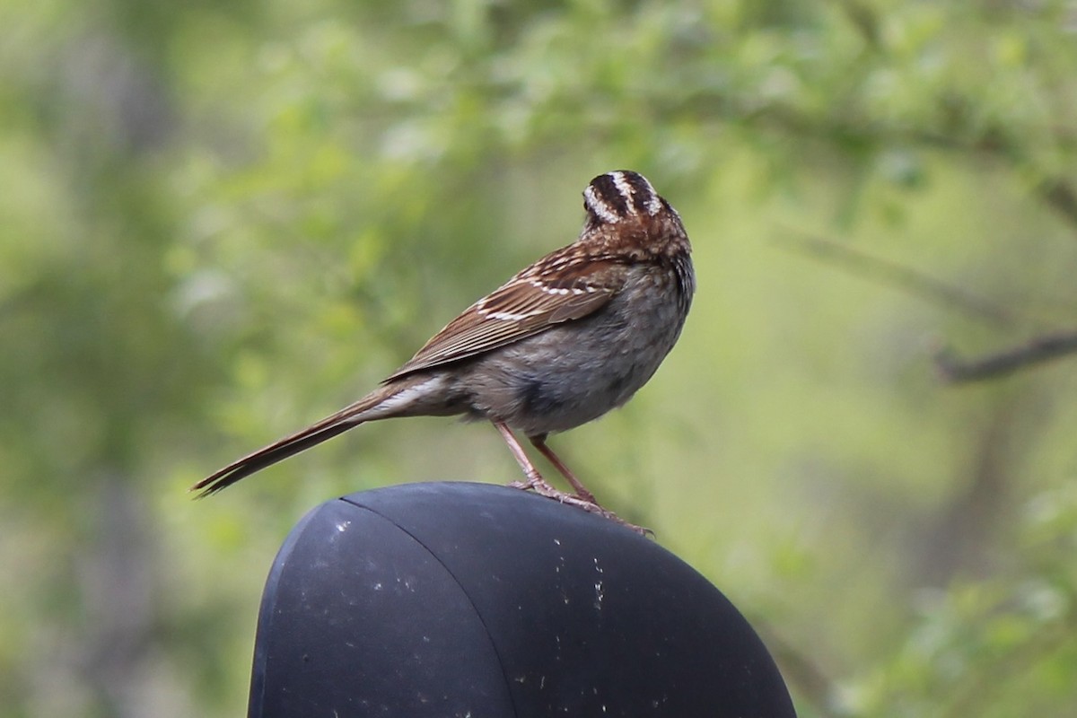 White-throated Sparrow - ML619689738