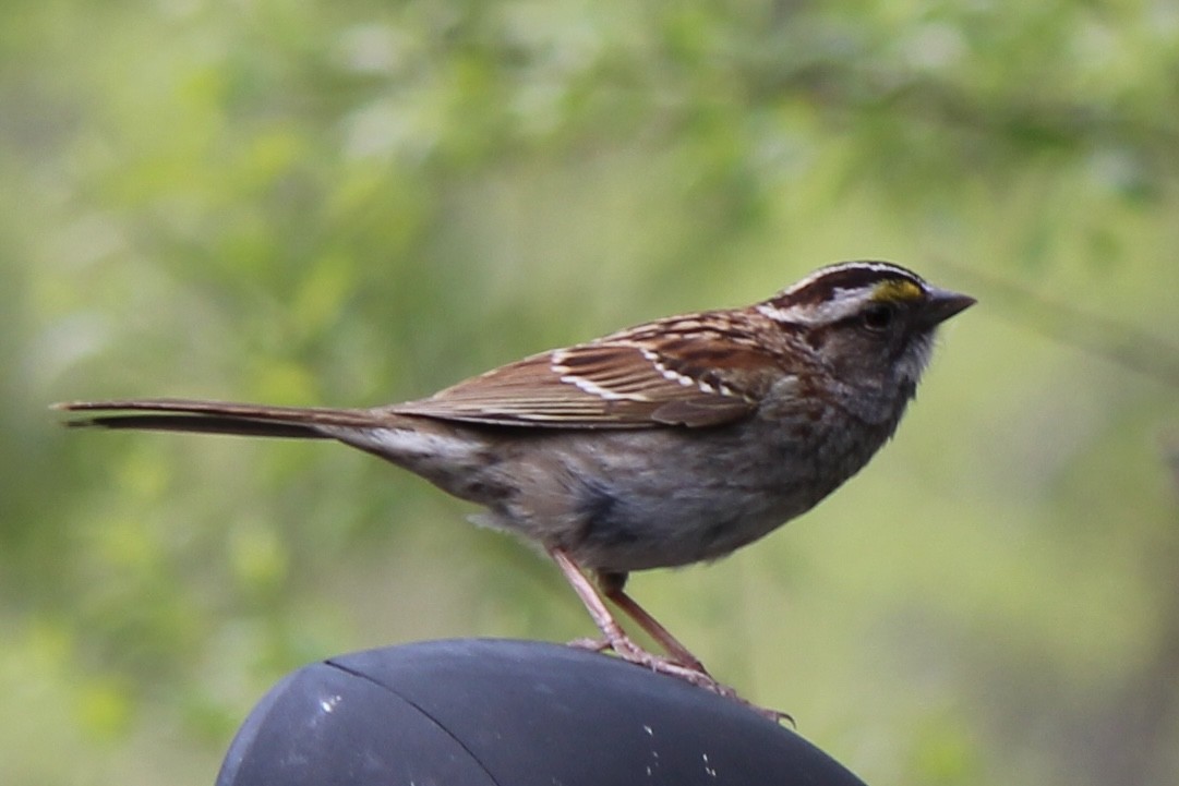 White-throated Sparrow - ML619689741