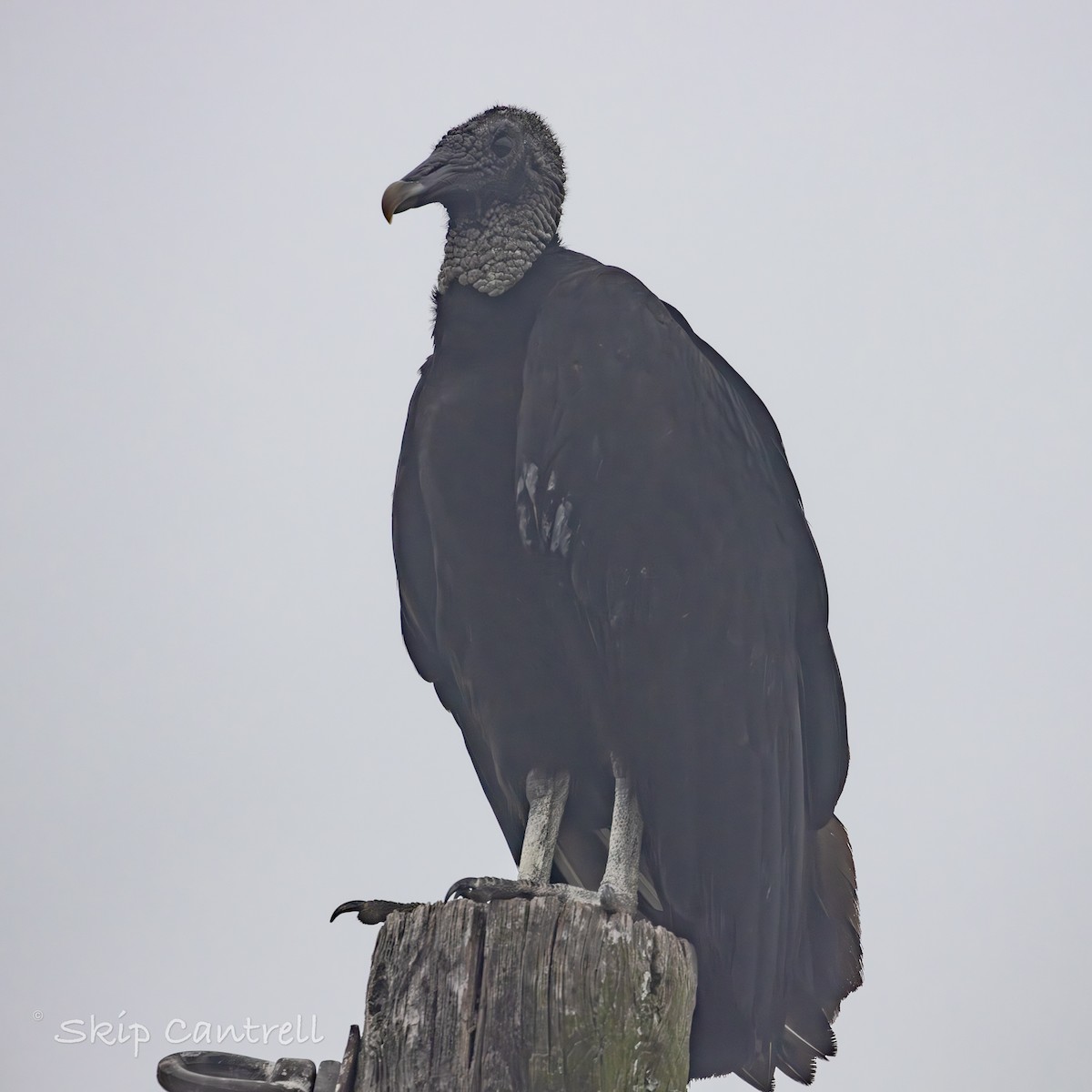Black Vulture - ML619689749